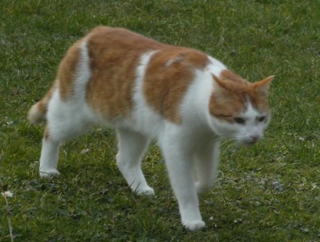 Kat Europese korthaar of huiskat