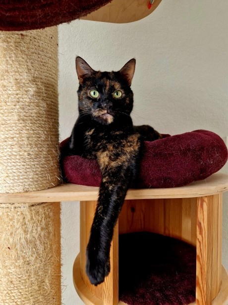 Kat Europese korthaar of huiskat