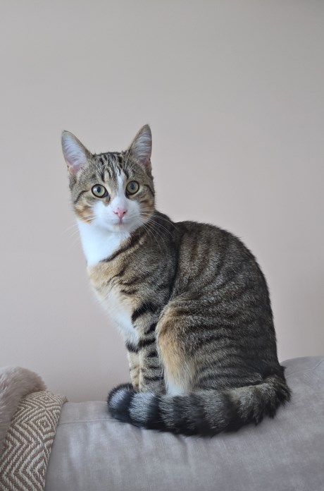 Kat Europese korthaar of huiskat