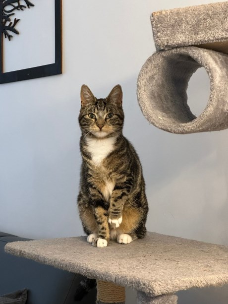 Kat Europese korthaar of huiskat