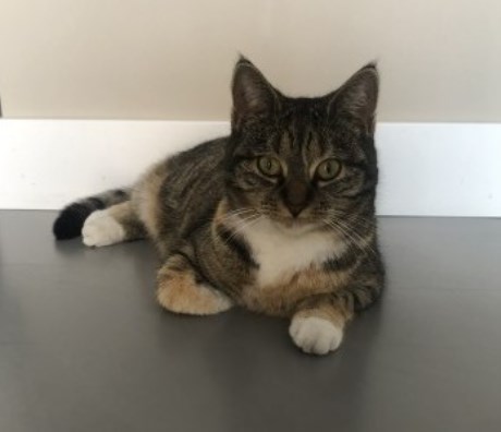 Kat Europese korthaar of huiskat