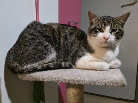 Kat Europese korthaar of huiskat