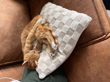 Kat Europese korthaar of huiskat