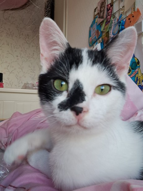 Kat Europese korthaar of huiskat