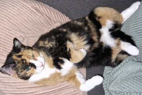 Kat Europese korthaar of huiskat