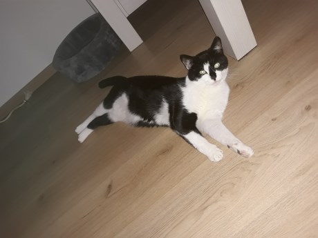 Kat Europese korthaar of huiskat