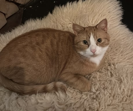 Kat Europese korthaar of huiskat