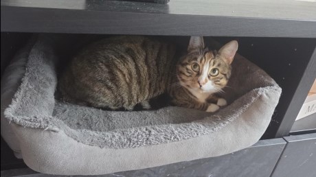 Kat Europese korthaar of huiskat