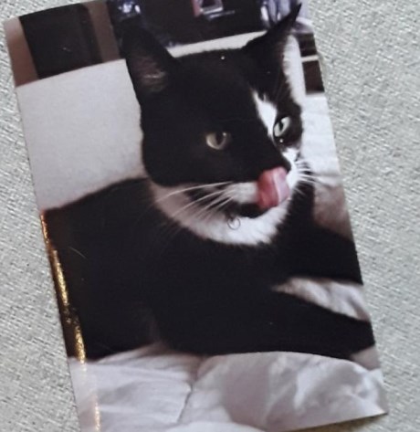 Kat Europese korthaar of huiskat