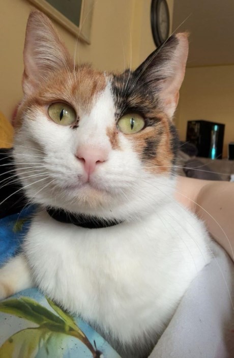 Kat Europese korthaar of huiskat