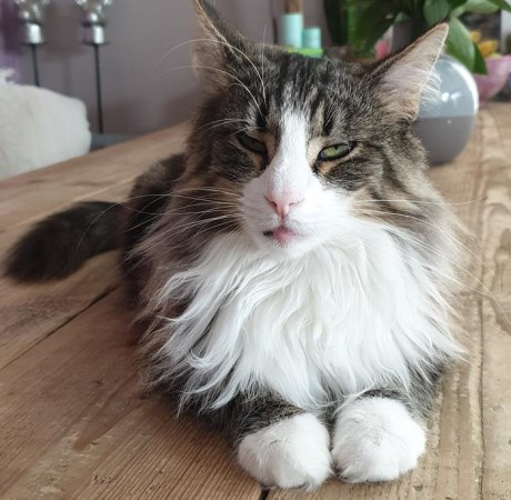 Kat Boskat/Siberisch