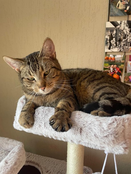 Kat Europese korthaar of huiskat