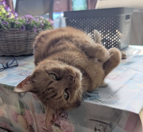 Kat Europese korthaar of huiskat