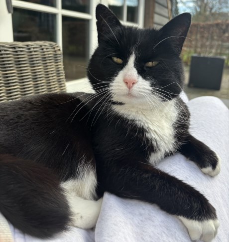 Kat Europese korthaar of huiskat