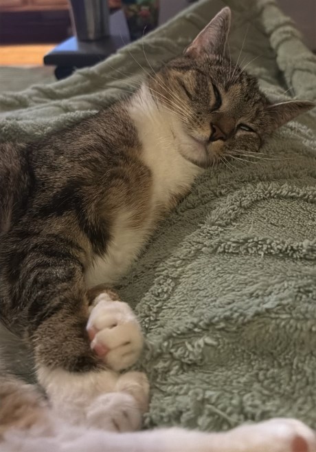 Kat Europese korthaar of huiskat