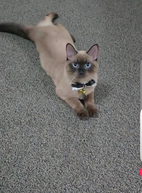 Kat Europese korthaar of huiskat