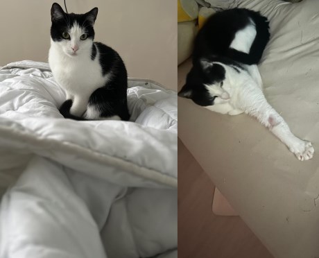 Kat Europese korthaar of huiskat