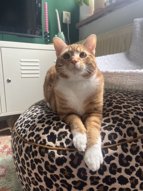 Kat Europese korthaar of huiskat