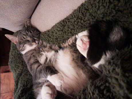 Kat Europese korthaar of huiskat