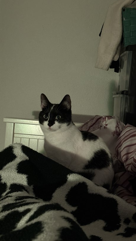 Kat Europese korthaar of huiskat