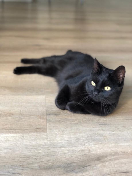 Kat Europese korthaar of huiskat