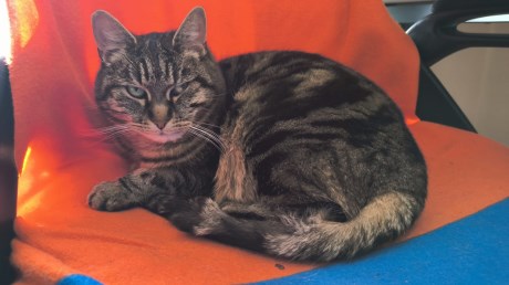 Kat Europese korthaar of huiskat