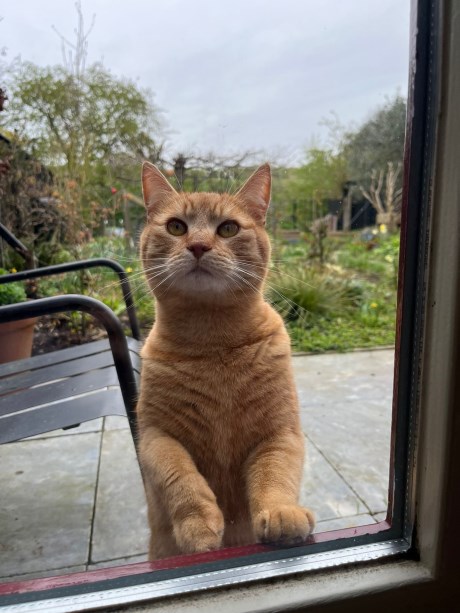 Kat Europese korthaar of huiskat