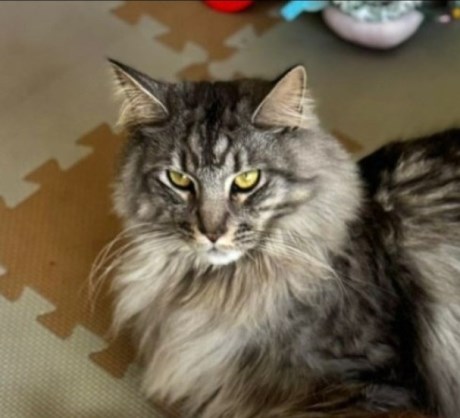 Kat Maine Coon