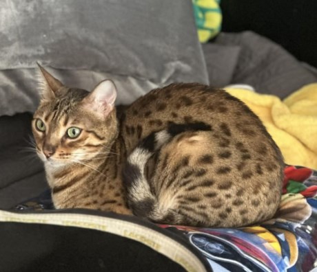 Kat Europese korthaar of huiskat