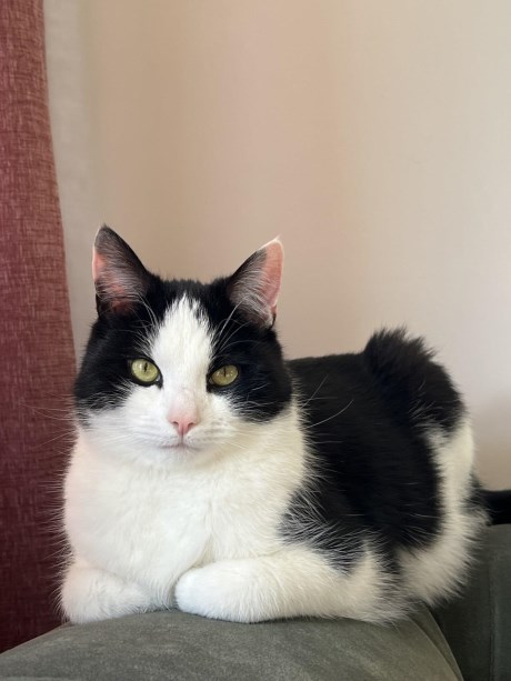 Kat Europese korthaar of huiskat