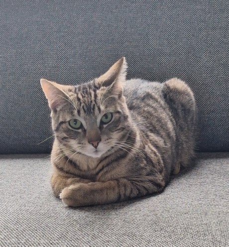 Kat Europese korthaar of huiskat