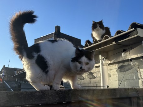 Kat Europese korthaar of huiskat