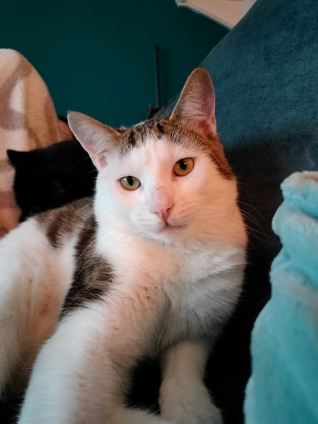 Kat Europese korthaar of huiskat