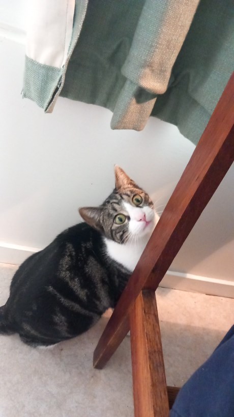 Kat Europese korthaar of huiskat