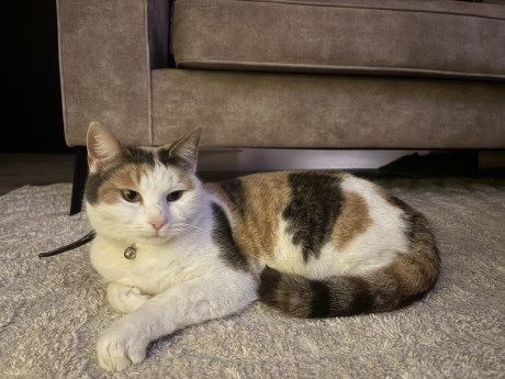 Kat Europese korthaar of huiskat