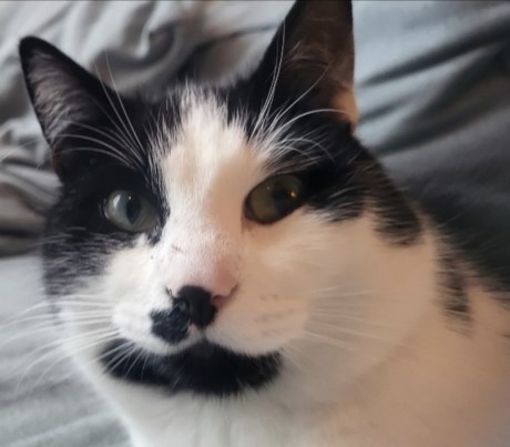 Kat Europese korthaar of huiskat