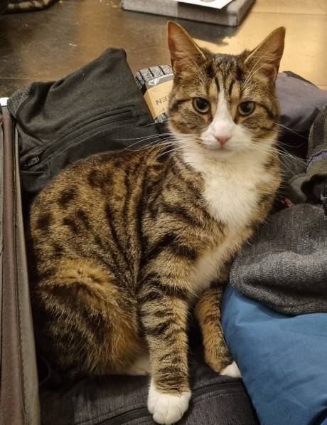 Kat Europese korthaar of huiskat