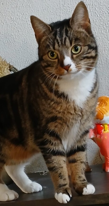 Kat Europese korthaar of huiskat