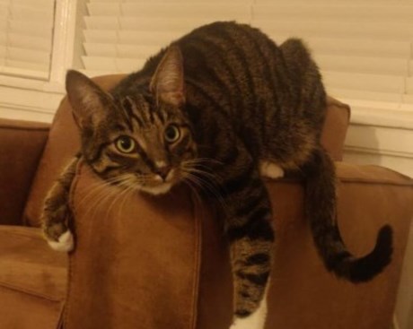 Kat Europese korthaar of huiskat