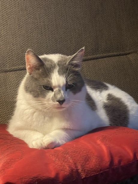 Kat Europese korthaar of huiskat