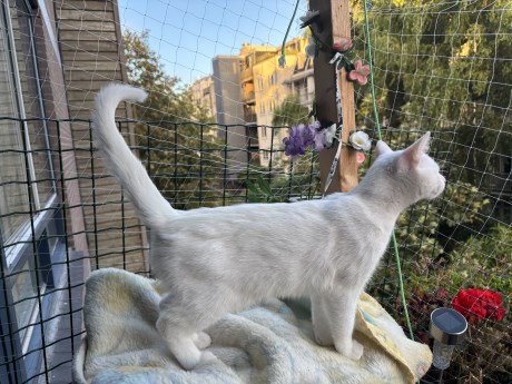 Kat Europese korthaar of huiskat