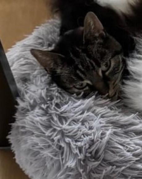 Kat Europese korthaar of huiskat