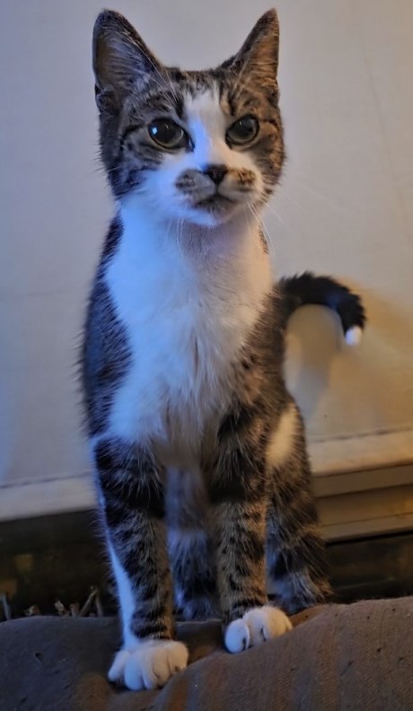 Kat Europese korthaar of huiskat