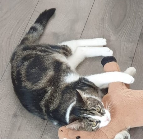 Kat Europese korthaar of huiskat