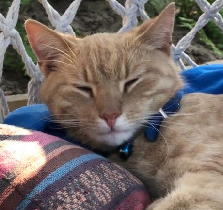 Kat Europese korthaar of huiskat