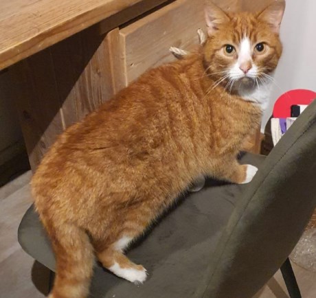 Kat Europese korthaar of huiskat