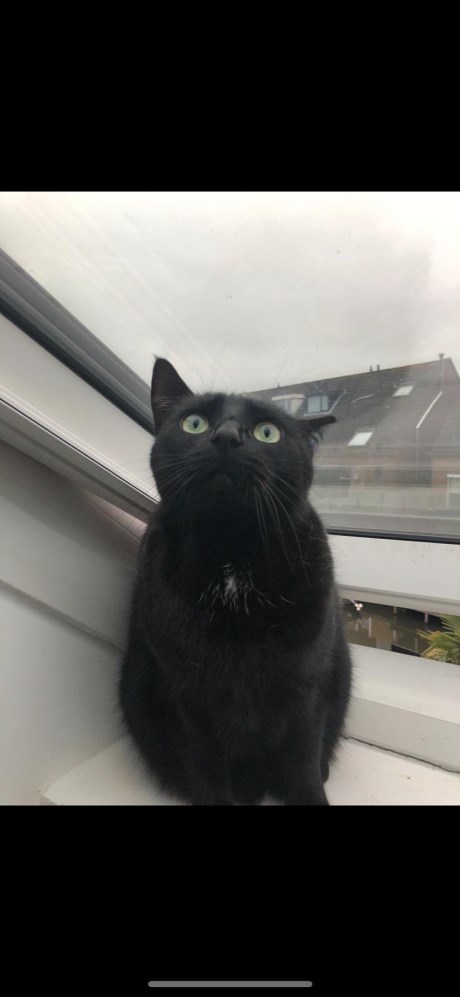 Kat Europese korthaar of huiskat