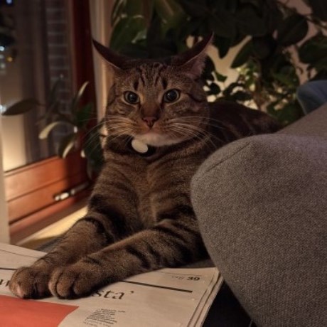 Kat Europese korthaar of huiskat