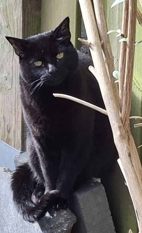 Kat Europese korthaar of huiskat