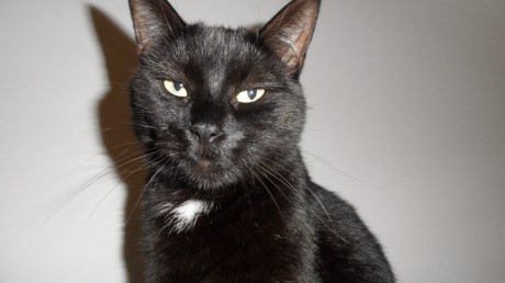 Kat Europese korthaar of huiskat